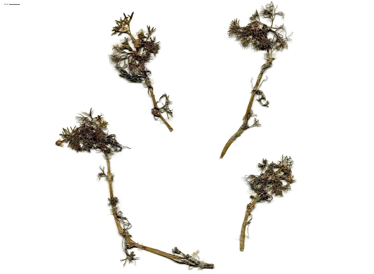 Ranunculus circinatus (Ranunculaceae)